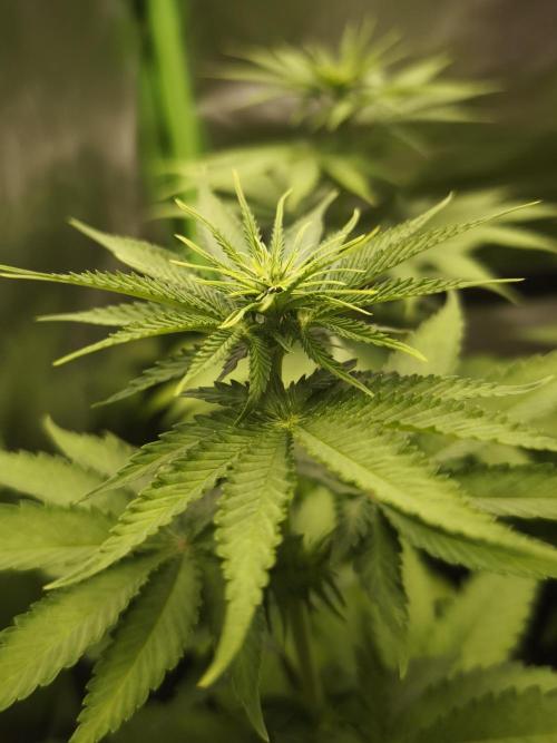 G13 Haze. Week 6