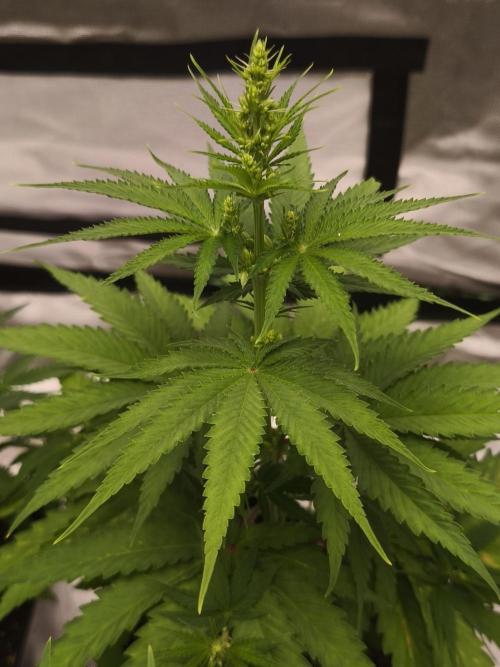 G13 Haze. Week 6