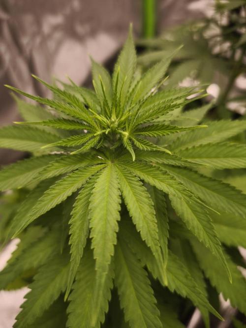 G13 Haze. Week 6