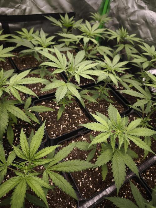 Jack Herer F2-Generation. Week 4
