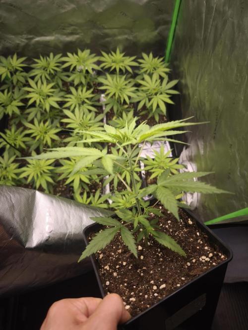 Jack Herer F2-Generation. Week 4