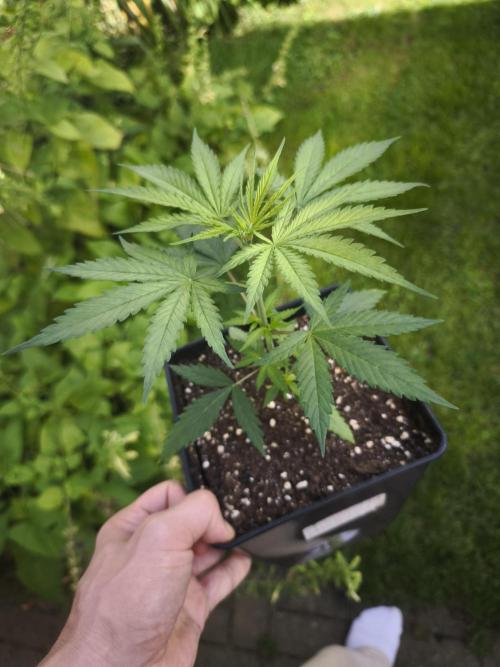 Jack Herer F2-Generation. Week 4