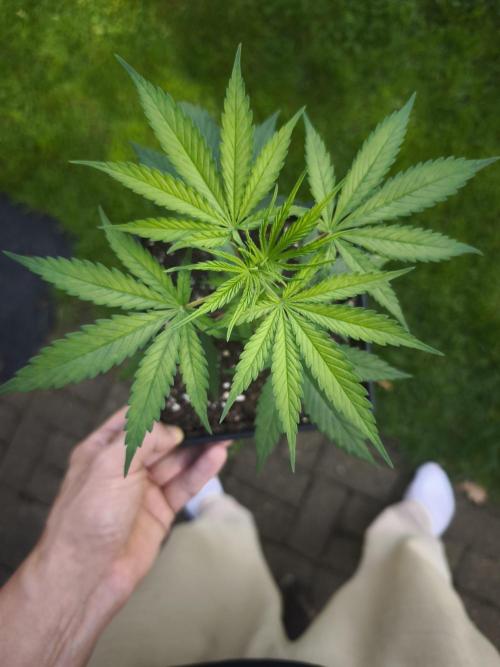 Jack Herer F2-Generation. Week 4