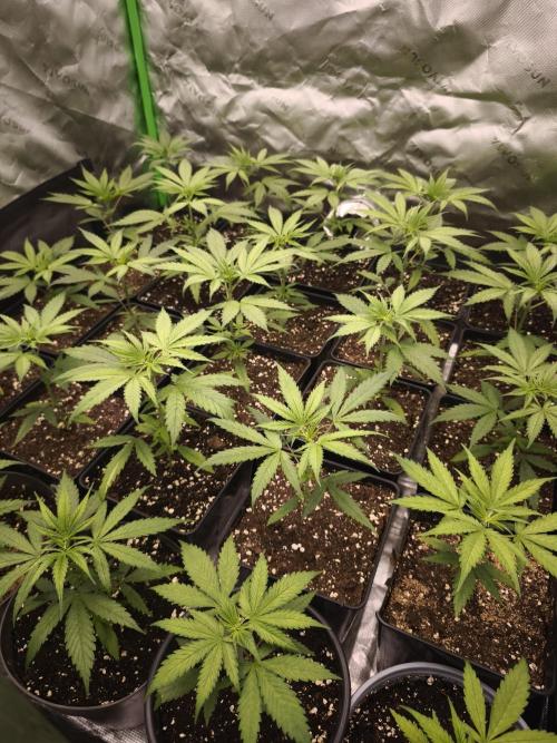 Jack Herer F2-Generation. Week 4