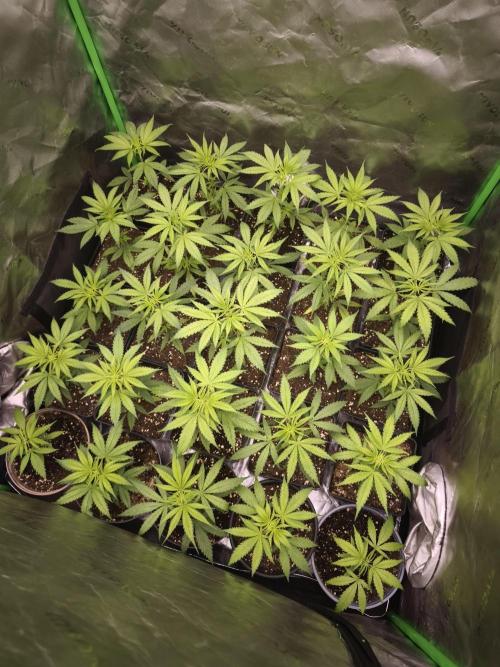 Jack Herer F2-Generation. Week 4