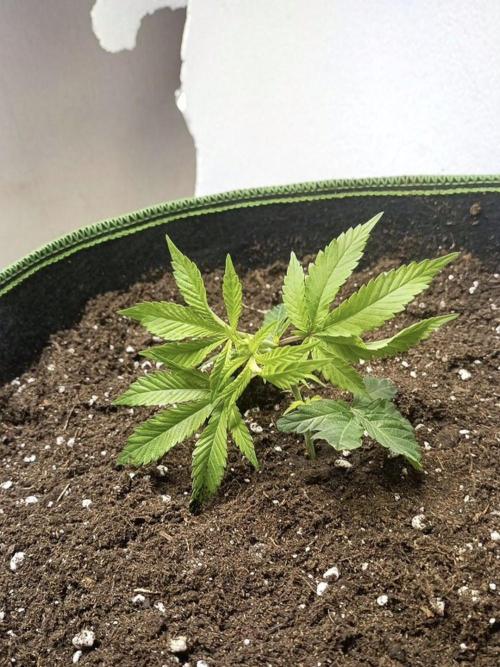 Cereal Milk (Clone). Week 0