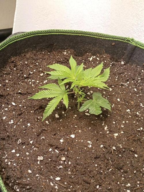 Cereal Milk (Clone). Week 0