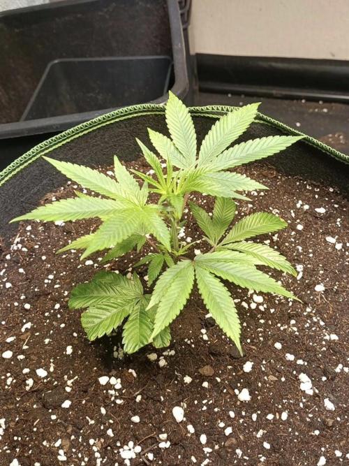 Cereal Milk (Clone). Week 0