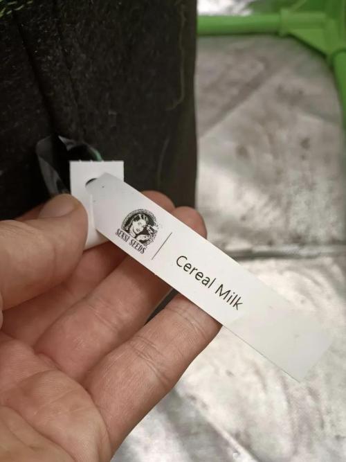 Cereal Milk (Clone). Week 0