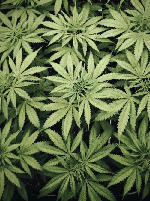 Jack Herer F2-Generation. Week 5