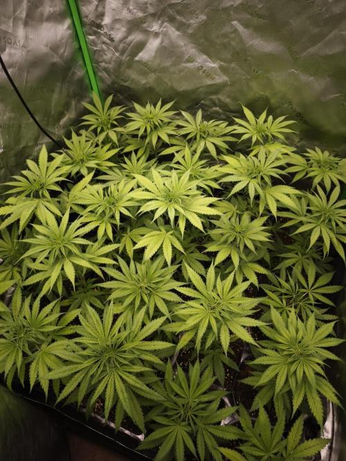Jack Herer F2-Generation. Week 5