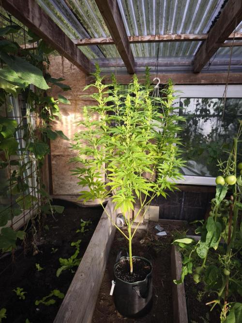 Outdoor 2026 - Atlantic Europe. Week 14 - Bubble Gum
