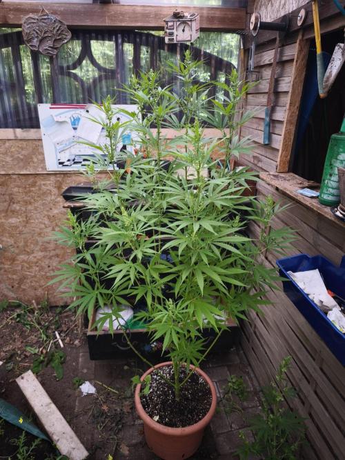 Outdoor 2026 - Atlantic Europe. Week 14 - Early Queen