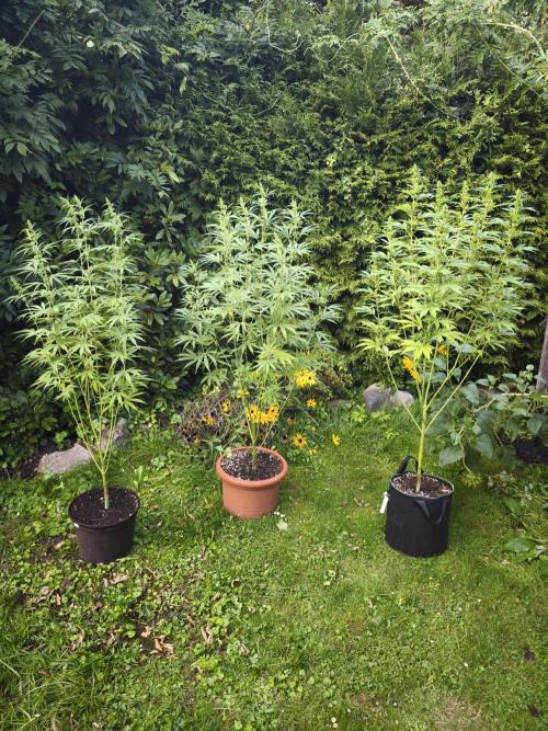 Outdoor 2026 - Atlantic Europe. Week 14 - Early Riser, Early Queen, Bubble Gum
