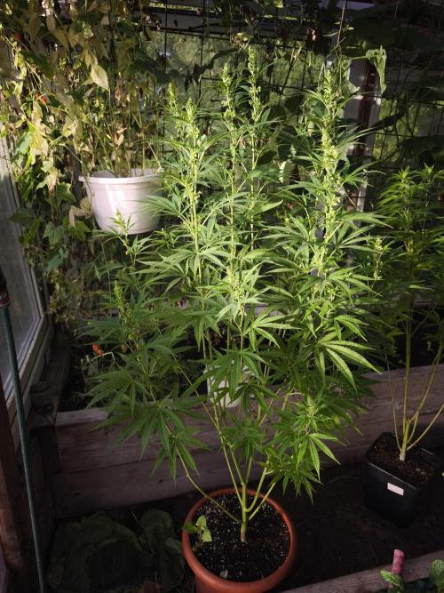 Outdoor 2026 - Atlantic Europe. Week 14 - Early Queen 