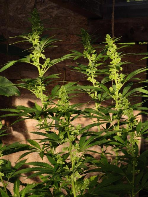 Outdoor 2026 - Atlantic Europe. Week 14 - Bubble Gum 
