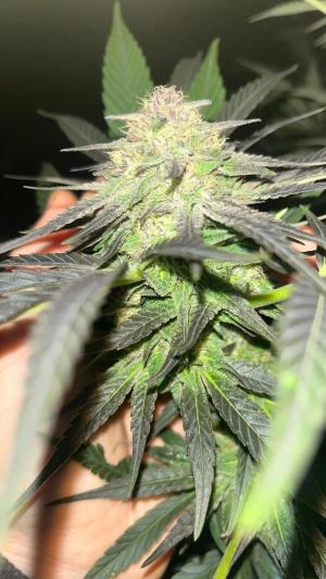 Comment by HealthHunterFarms photo #1