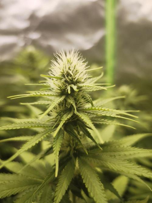 G13 Haze. Week 8