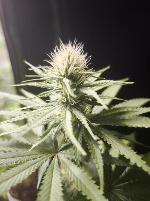 G13 Haze. Week 8
