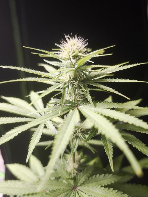 G13 Haze. Week 8