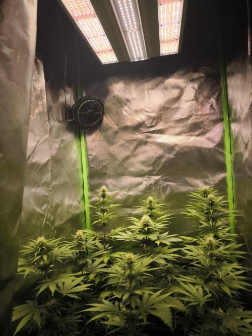 G13 Haze. Week 8