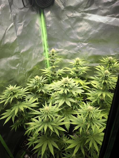 G13 Haze. Week 8