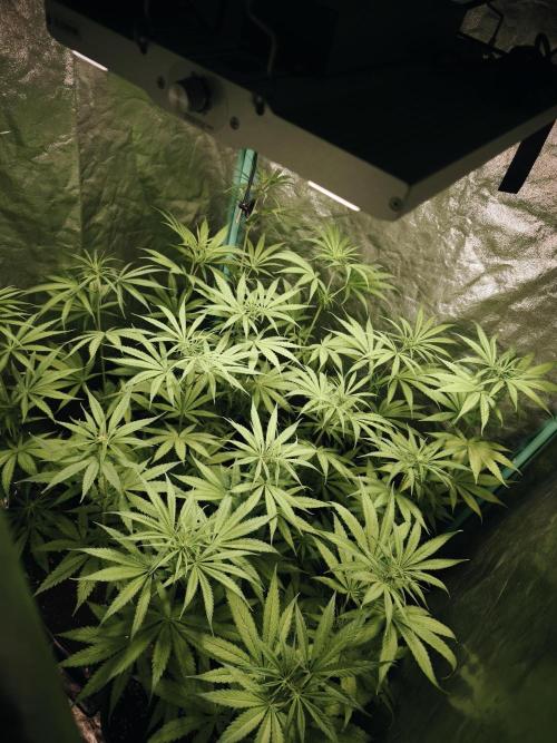 Jack Herer F2-Generation. Week 6