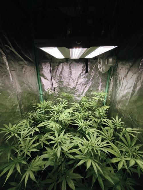 Jack Herer F2-Generation. Week 6