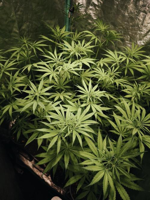 Jack Herer F2-Generation. Week 6
