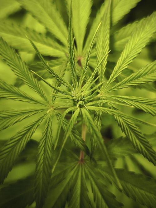 Jack Herer F2-Generation. Week 6