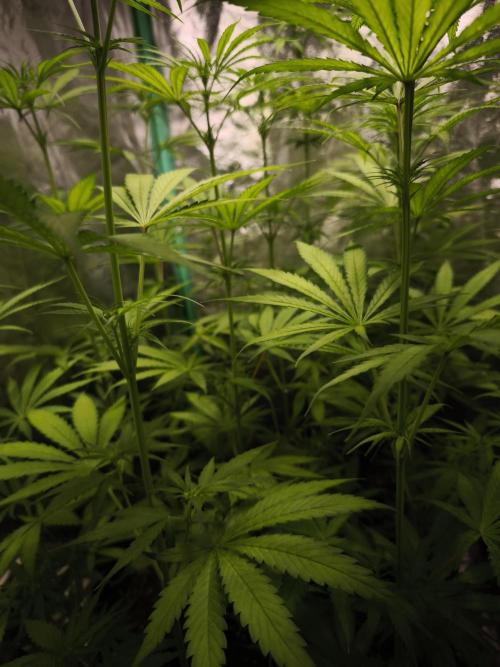 Jack Herer F2-Generation. Week 6