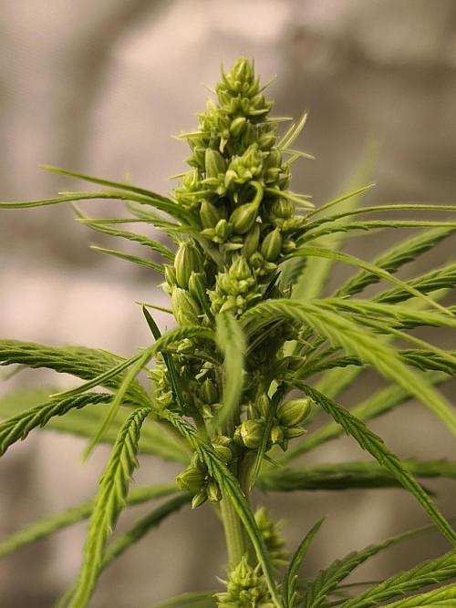 Jack Herer F2-Generation. Week 6