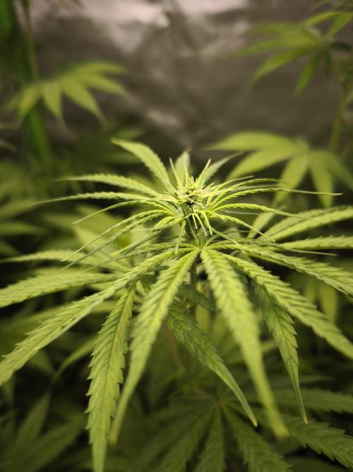 Jack Herer F2-Generation. Week 6