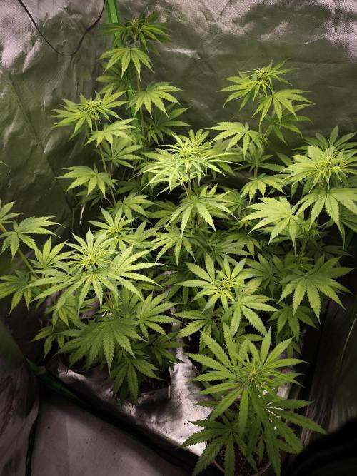 Jack Herer Reg. Week 6