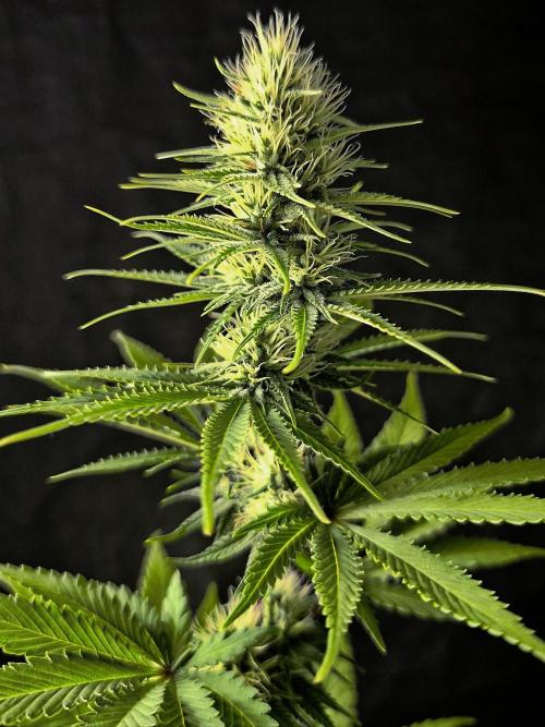 G13 Haze. Week 9