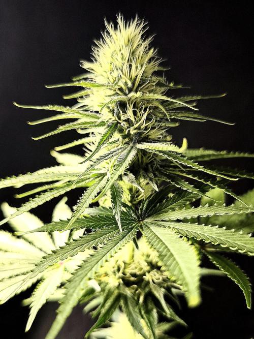G13 Haze. Week 9