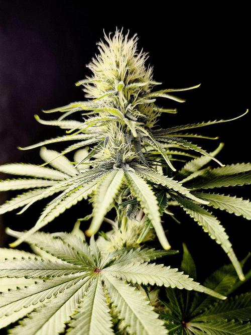 G13 Haze. Week 9