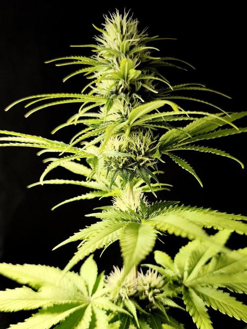 G13 Haze. Week 9