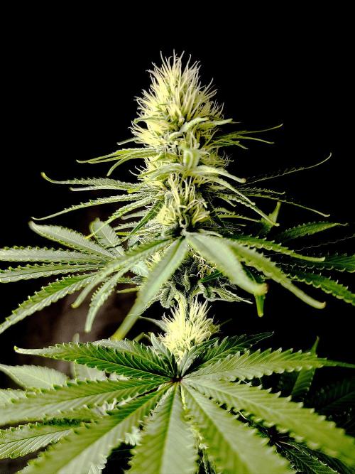 G13 Haze. Week 9