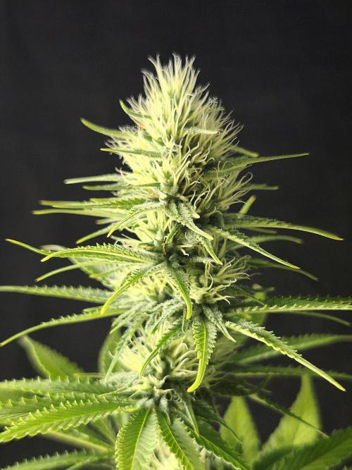 G13 Haze. Week 9