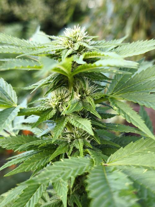 Outdoor 2026 - Atlantic Europe. Week 23 - BubbleGum