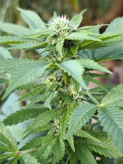 Outdoor 2026 - Atlantic Europe. Week 23 - Bubble Gum