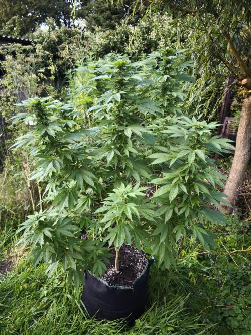 Outdoor 2026 - Atlantic Europe. Week 23 - Bubble Gum