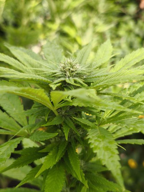 Outdoor 2026 - Atlantic Europe. Week 23 - Bubble Gum