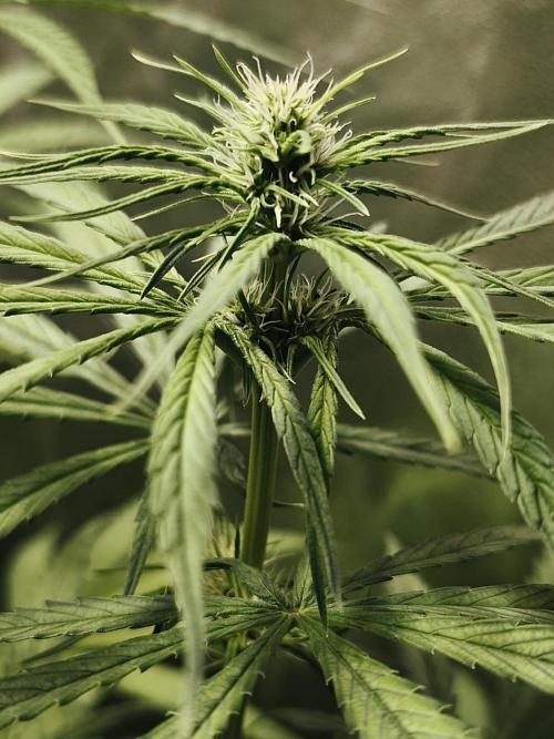 Jack Herer F2-Generation. Week 7