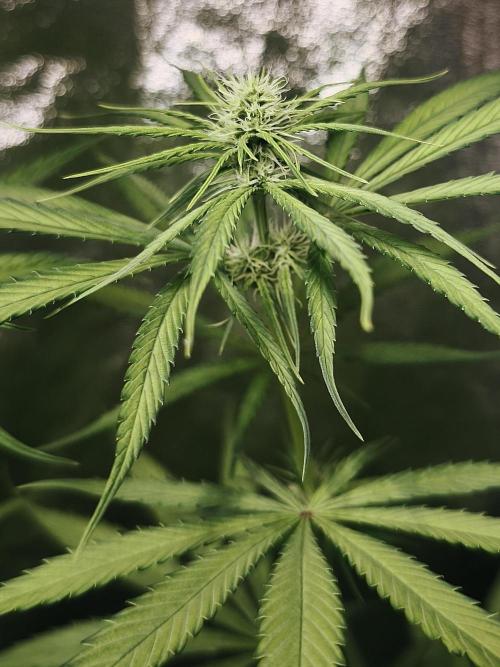 Jack Herer F2-Generation. Week 7