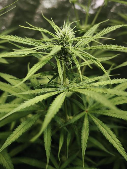 Jack Herer F2-Generation. Week 7
