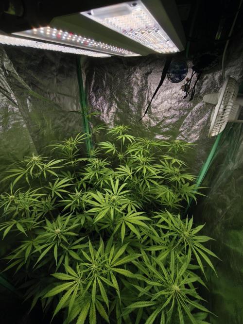 Jack Herer F2-Generation. Week 7