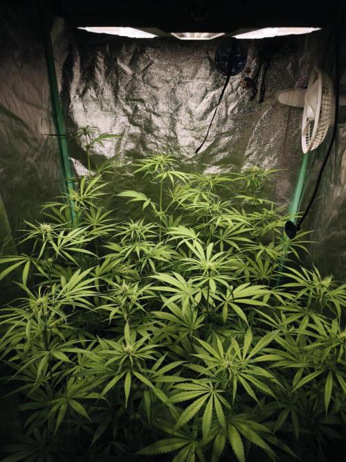 Jack Herer F2-Generation. Week 7