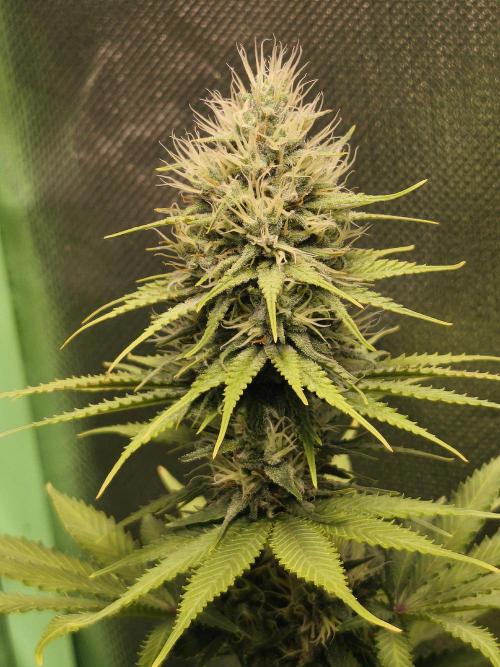 G13 Haze. Week 10